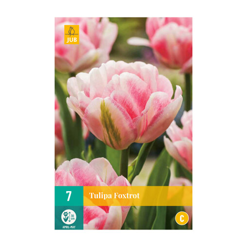 Tulpenbollen Foxtrot (zakje van 7 stuks)